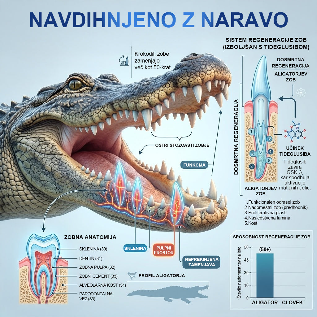 Guxar® Tideglusib Oralni Trakovi 🦷 – Aktivacija matičnih celic🧬, regeneracija dentina💎, krepitev sklenine⚡, beljenje zob✨, zmanjšanje občutljivosti💧, mikronadliki serum za zobe in dlesni💖, nežna vsakodnevna uporaba🌿